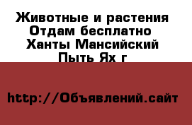 Животные и растения Отдам бесплатно. Ханты-Мансийский,Пыть-Ях г.